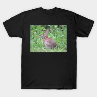 Mr. Rabbit T-Shirt